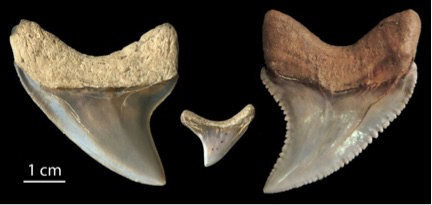 photo of three fossil shark teeth