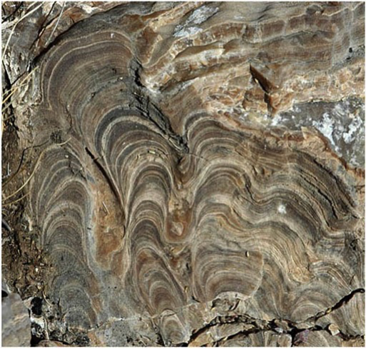 photo of stromatolites