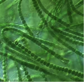green strands of bacteria