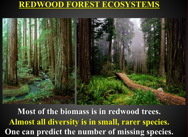slide of redwood tree forest