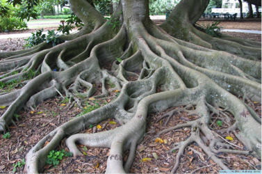 photo of tree roots