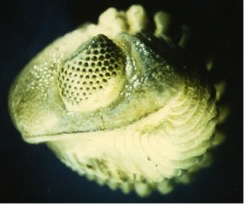 photo of fossil trilobite eye